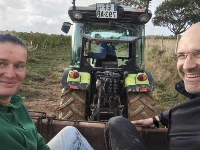 Vendanges 2025, sous le signe du soleil