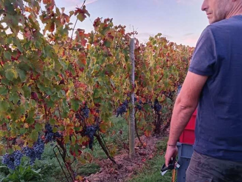 Vendanges 2025, sous le signe du soleil