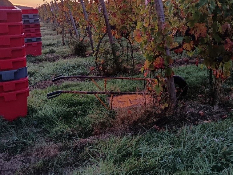 Vendanges 2025, sous le signe du soleil